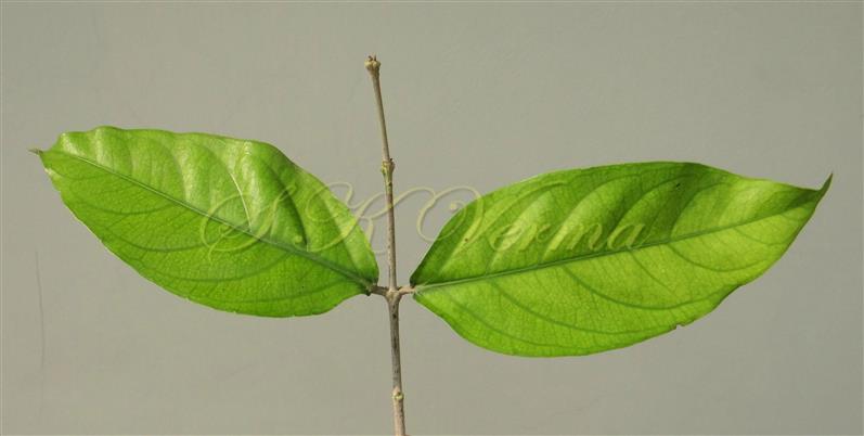  Leaves